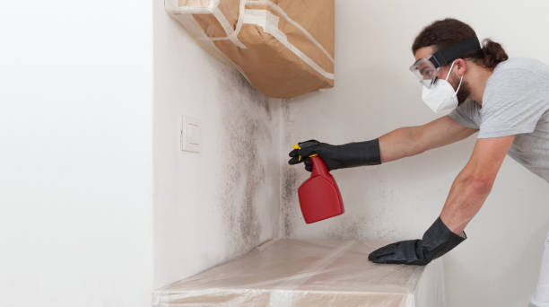Professional Attic Mold Removal technician working in Hudson, NY